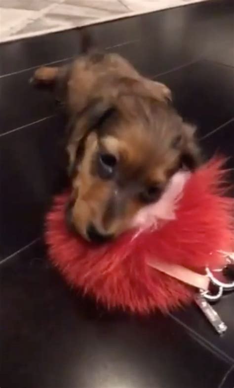 kylie jenner fendi keychain price|Kylie Jenner letting her dog chew on a $400 Dollar Fendi fur .